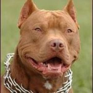 Meet your Posher, Reginald